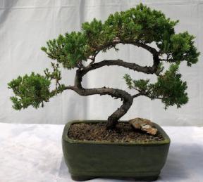 Juniper Bonsai Tree - Trained <br><i>(juniper procumbens nana)</i>