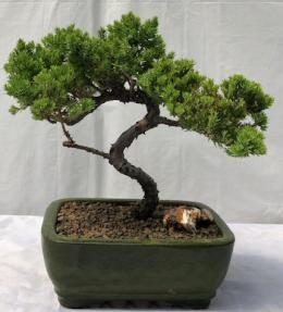 Juniper Bonsai Tree - Trained <br><i>(juniper procumbens nana)</i>