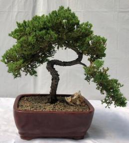 Juniper Bonsai Tree - Trained <br><i>(juniper procumbens nana)</i>