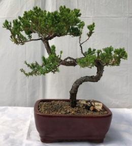 Juniper Bonsai Tree - Trained <br><i>(juniper procumbens nana)</i>