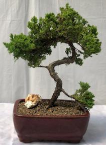 Juniper Bonsai Tree - Trained <br><i>(juniper procumbens nana)</i>