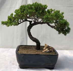 Juniper Bonsai Tree - Trained <br><i>(juniper procumbens nana)</i>