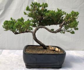 Juniper Bonsai Tree - Trained <br><i>(juniper procumbens nana)</i>