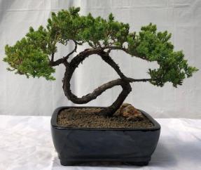 Juniper Bonsai Tree - Trained <br><i>(juniper procumbens nana)</i>