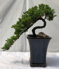 Juniper Bonsai Tree<br>Cascade Style<br><i>(juniper procumbens nana)</i>