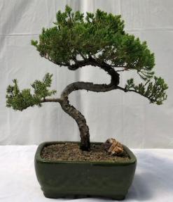 Juniper Bonsai Tree - Trained <br><i>(juniper procumbens nana)</i>