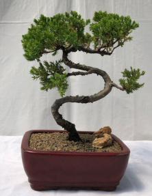 Juniper Bonsai Tree - Trained <br><i>(juniper procumbens nana)</i>