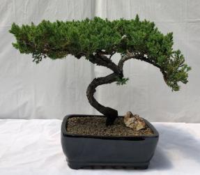 Juniper Bonsai Tree - Trained <br><i>(juniper procumbens nana)</i>