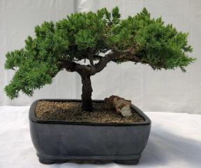 Juniper Bonsai Tree - Trained <br><i>(juniper procumbens nana)</i>