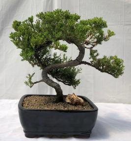 Juniper Bonsai Tree - Trained <br><i>(juniper procumbens nana)</i>