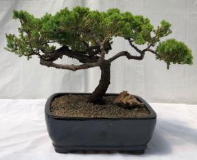 Juniper Bonsai Tree - Trained <br><i>(juniper procumbens nana)</i>