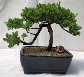 Juniper Bonsai Tree - Trained <br><i>(juniper procumbens nana)</i>