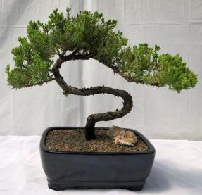 Juniper Bonsai Tree - Trained <br><i>(juniper procumbens nana)</i>