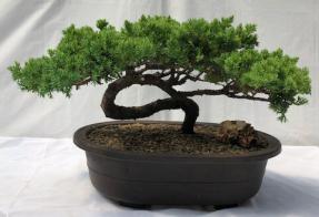 Juniper Bonsai Tree - Trained <br><i>(juniper procumbens nana)</i>