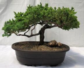 Juniper Bonsai Tree - Trained <br><i>(juniper procumbens nana)</i>