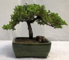 Juniper Bonsai Tree - Trained <br><i>(juniper procumbens nana)</i>