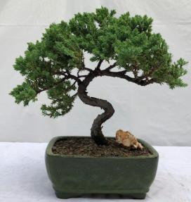 Juniper Bonsai Tree - Trained <br><i>(juniper procumbens nana)</i>