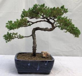 Juniper Bonsai Tree - Trained <br><i>(juniper procumbens nana)</i>