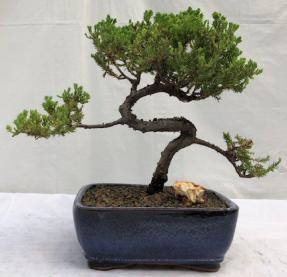 Juniper Bonsai Tree - Trained <br><i>(juniper procumbens nana)</i>