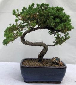 Juniper Bonsai Tree - Trained <br><i>(juniper procumbens nana)</i>