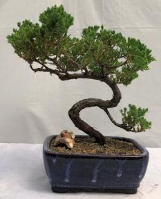 Juniper Bonsai Tree - Trained <br><i>(juniper procumbens nana)</i>