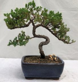 Juniper Bonsai Tree - Trained <br><i>(juniper procumbens nana)</i>