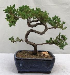 Juniper Bonsai Tree - Trained <br><i>(juniper procumbens nana)</i>