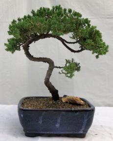 Juniper Bonsai Tree - Trained <br><i>(juniper procumbens nana)</i>