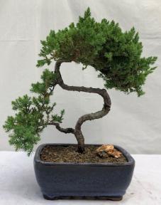 Juniper Bonsai Tree - Trained <br><i>(juniper procumbens nana)</i>