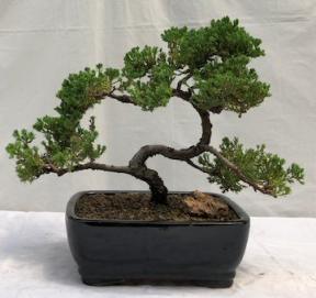 Juniper Bonsai Tree - Trained <br><i>(juniper procumbens nana)</i>