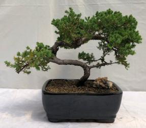 Juniper Bonsai Tree - Trained <br><i>(juniper procumbens nana)</i>