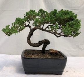 Juniper Bonsai Tree - Trained <br><i>(juniper procumbens nana)</i>