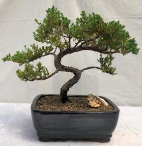 Juniper Bonsai Tree - Trained <br><i>(juniper procumbens nana)</i>