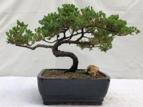 Juniper Bonsai Tree - Trained <br><i>(juniper procumbens nana)</i>