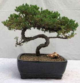 Juniper Bonsai Tree - Trained <br><i>(juniper procumbens nana)</i>