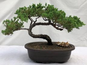 Juniper Bonsai Tree - Trained <br><i>(juniper procumbens nana)</i>