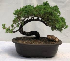 Juniper Bonsai Tree - Trained <br><i>(juniper procumbens nana)</i>