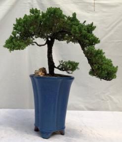 Juniper Bonsai Tree<br>Cascade Style<br><i>(juniper procumbens nana)</i>