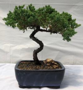 Juniper Bonsai Tree - Trained <br><i>(juniper procumbens nana)</i>