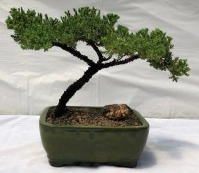 Juniper Bonsai Tree - Trained <br><i>(juniper procumbens nana)</i>