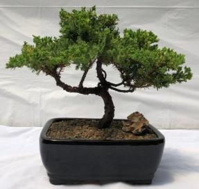 Juniper Bonsai Tree - Trained <br><i>(juniper procumbens nana)</i>