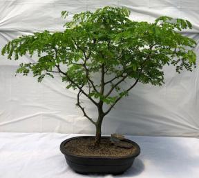 Flowering Brazilian Raintree Bonsai Tree <br><i>(pithecellobium tortum)</i>