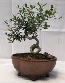 Flowering & Fruiting European Olive Bonsai Tree<br><i>Coiled Trunk Style(olea europaea 