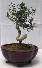 Flowering & Fruiting European Olive Bonsai Tree<br><i>Coiled Trunk Style(olea europaea 