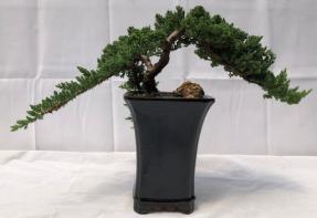 Juniper Bonsai Tree - Trained <br><i>(juniper procumbens nana)</i>