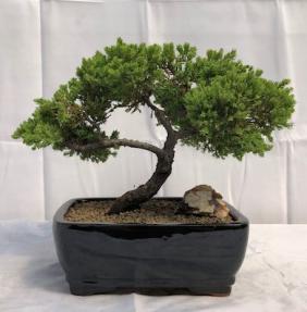 Juniper Bonsai Tree - Trained <br><i>(juniper procumbens nana)</i>