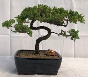 Juniper Bonsai Tree - Trained <br><i>(juniper procumbens nana)</i>