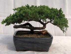 Juniper Bonsai Tree - Trained <br><i>(juniper procumbens nana)</i>