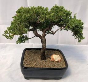 Juniper Bonsai Tree - Trained <br><i>(juniper procumbens nana)</i>