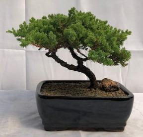 Juniper Bonsai Tree - Trained <br><i>(juniper procumbens nana)</i>